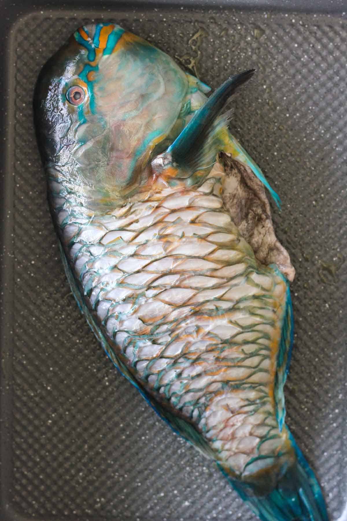 raw parrot fish in the baking dish