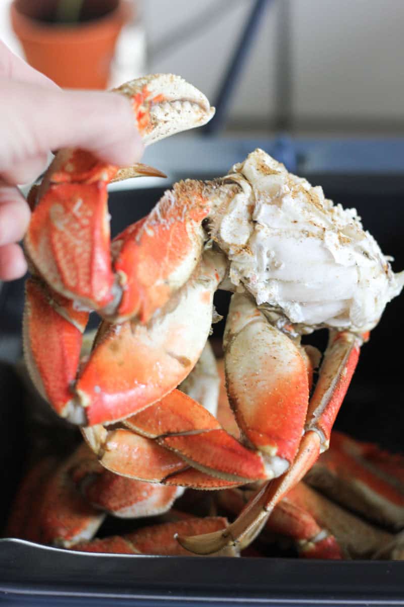 holding crab in hand